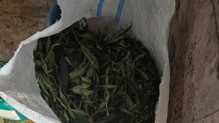 Criminal Group Engaged in Illegal Turnover of Drugs, Laboratory for Making Drugs Disclosed; Four Persons Arrested (photos)